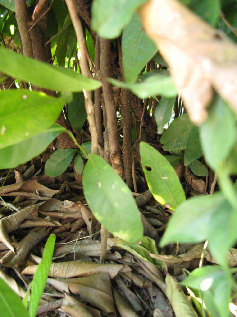            Bark (Winter Haven, FL)   